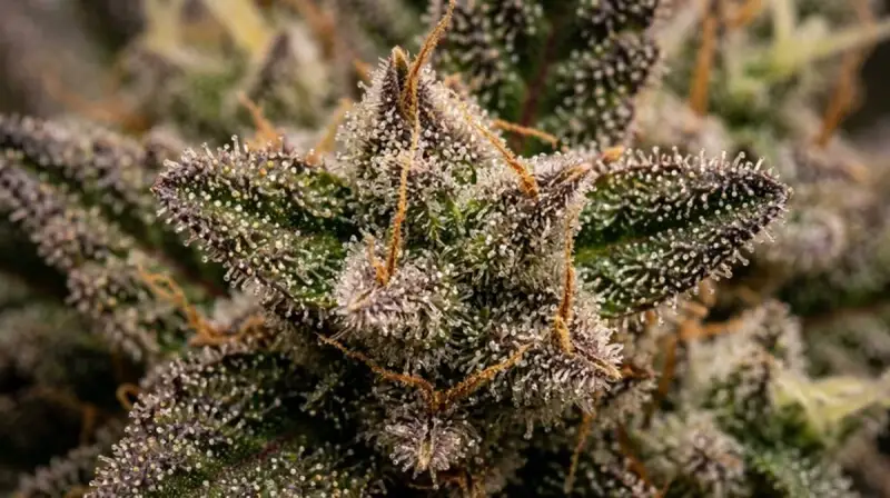 Cannabis Sorten erklärt: Indica, Sativa und Hybrid im Vergleich