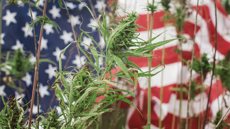 Cannabis USA: Der ultimative Guide für Patienten und Touristen