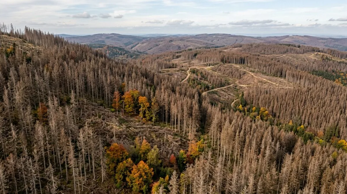 Waldsterben: Terra X zeigt das Ausmaß — unsere Einschätzung dazu